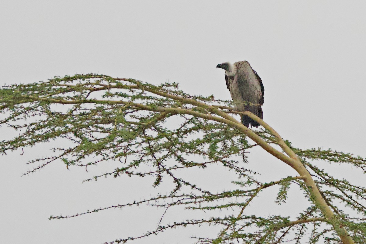 Ak Sırtlı Akbaba - ML644790274