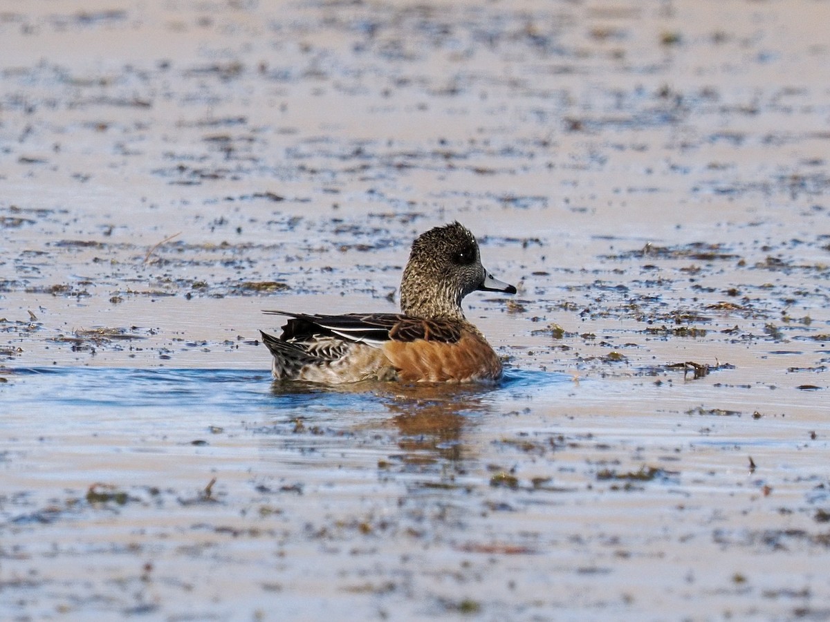 Свищ американський - ML644790286