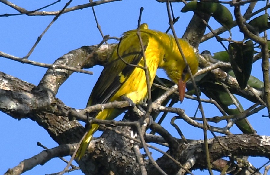 Вивільга індійська - ML644790288