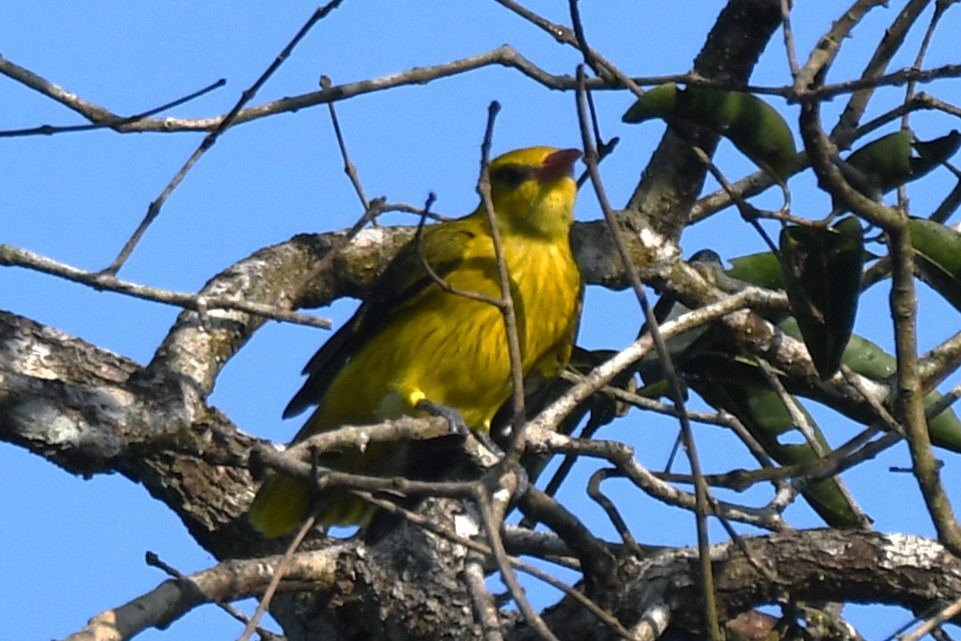 Вивільга індійська - ML644790293