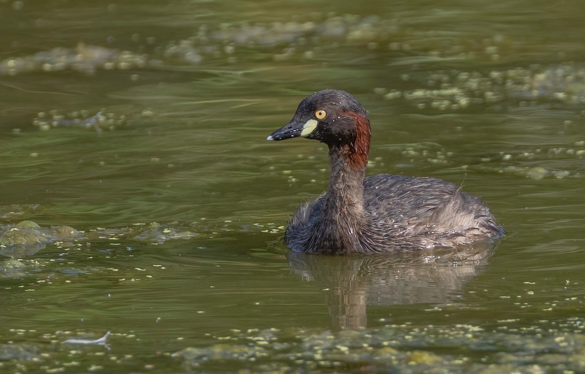 Australasian Grebe - ML644790304