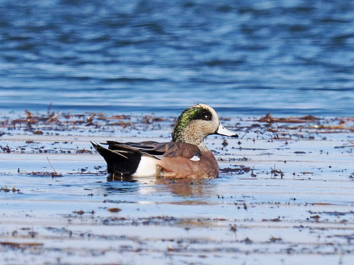 Свищ американський - ML644790308