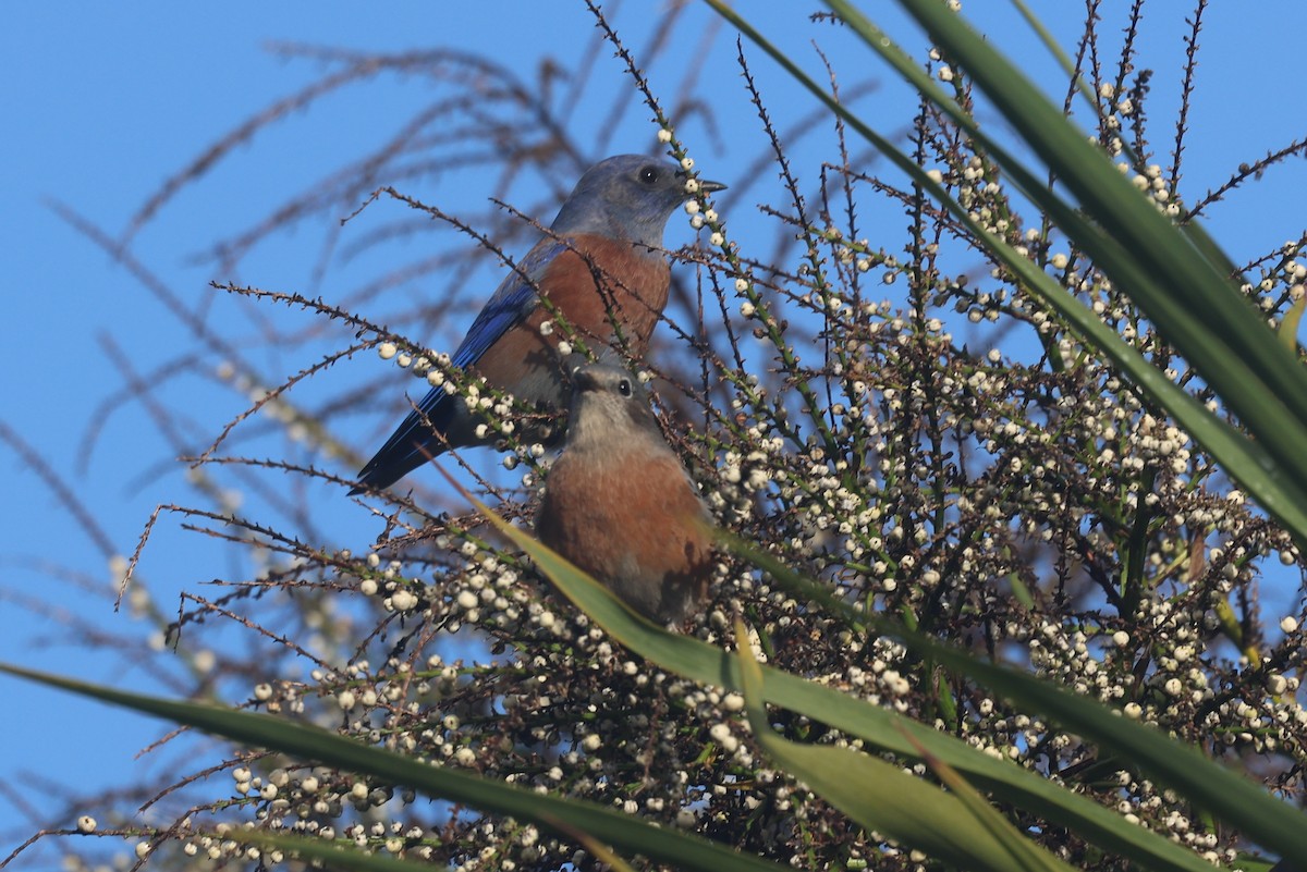 vestblåfugl - ML644790320