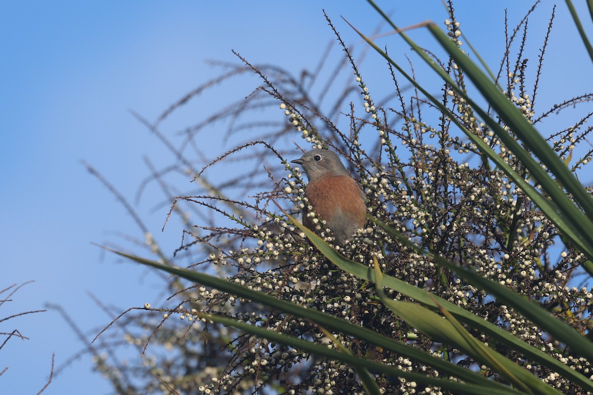 vestblåfugl - ML644790323