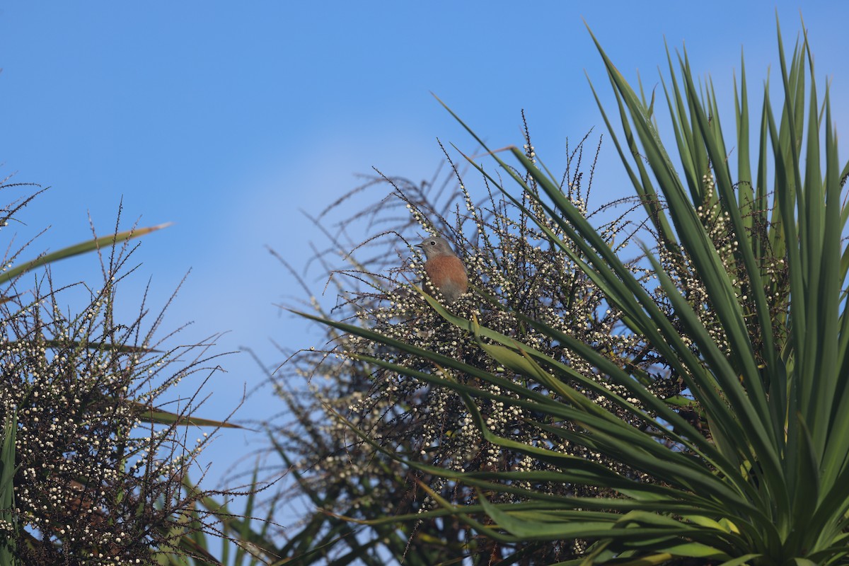 vestblåfugl - ML644790327