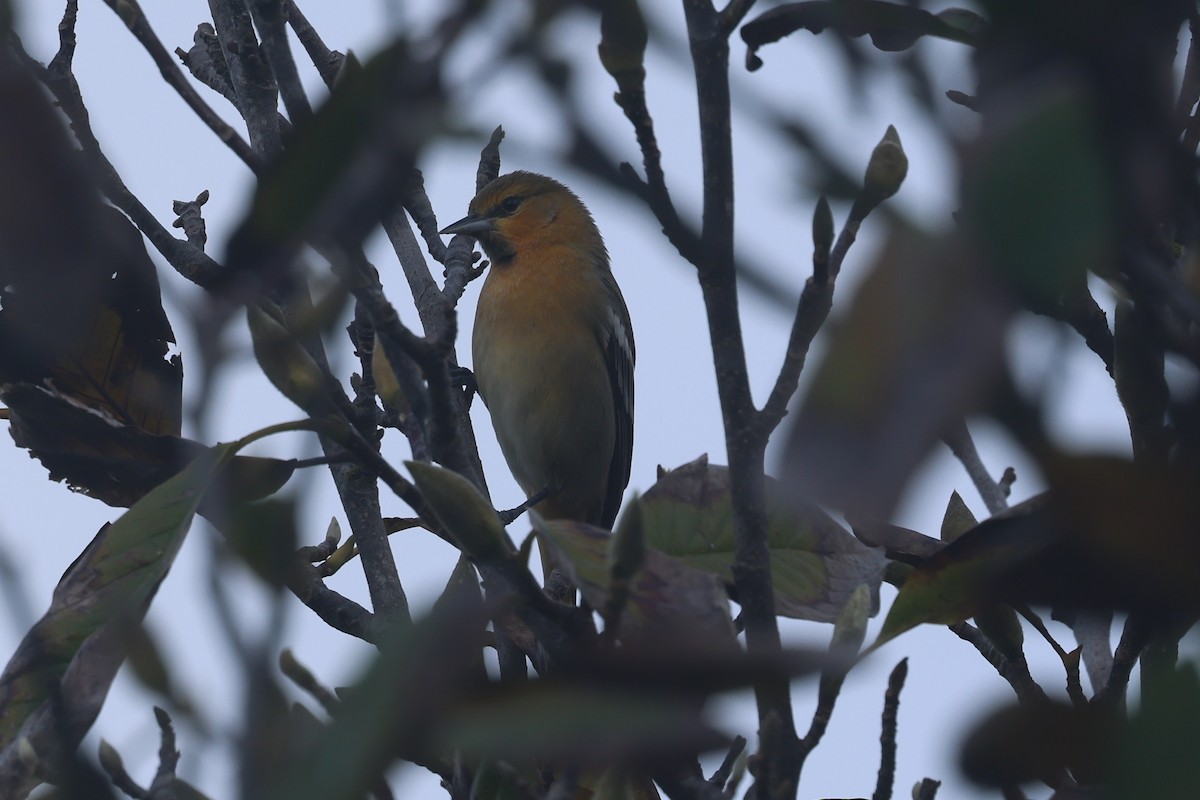 Bullock's Oriole - ML644790338
