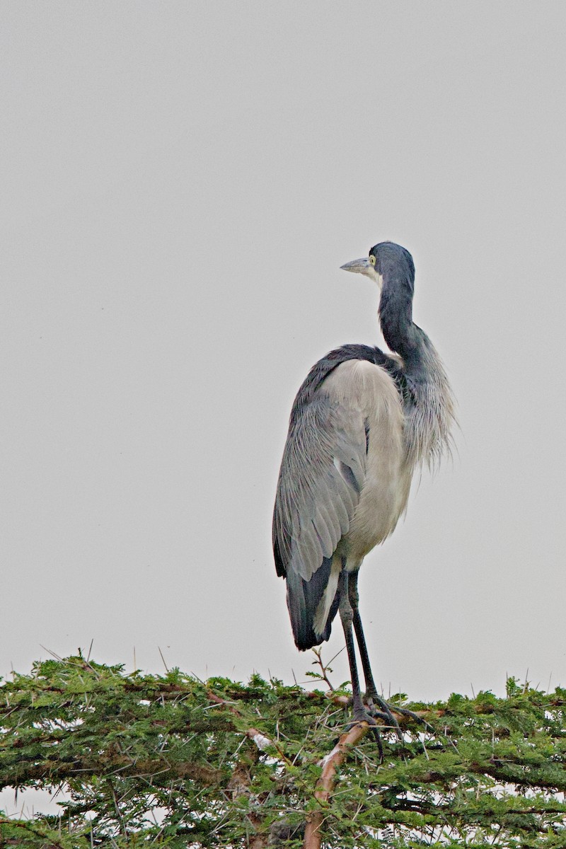 Black-headed Heron - ML644790362