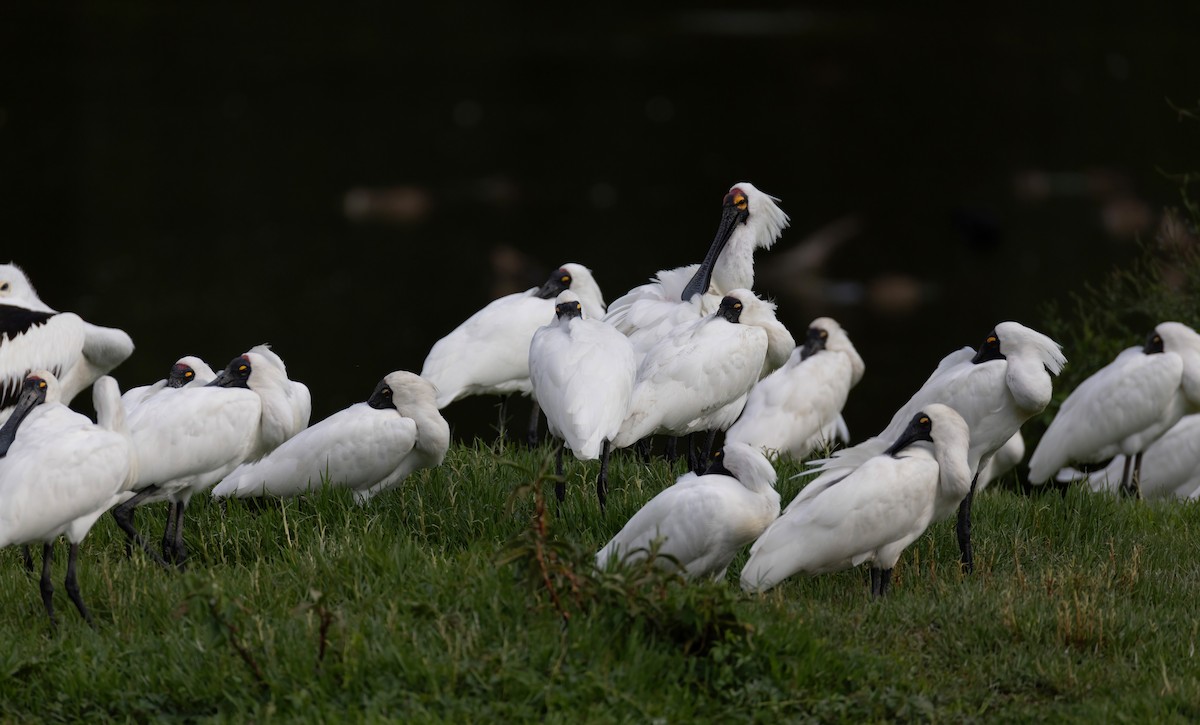 Royal Spoonbill - ML644790367