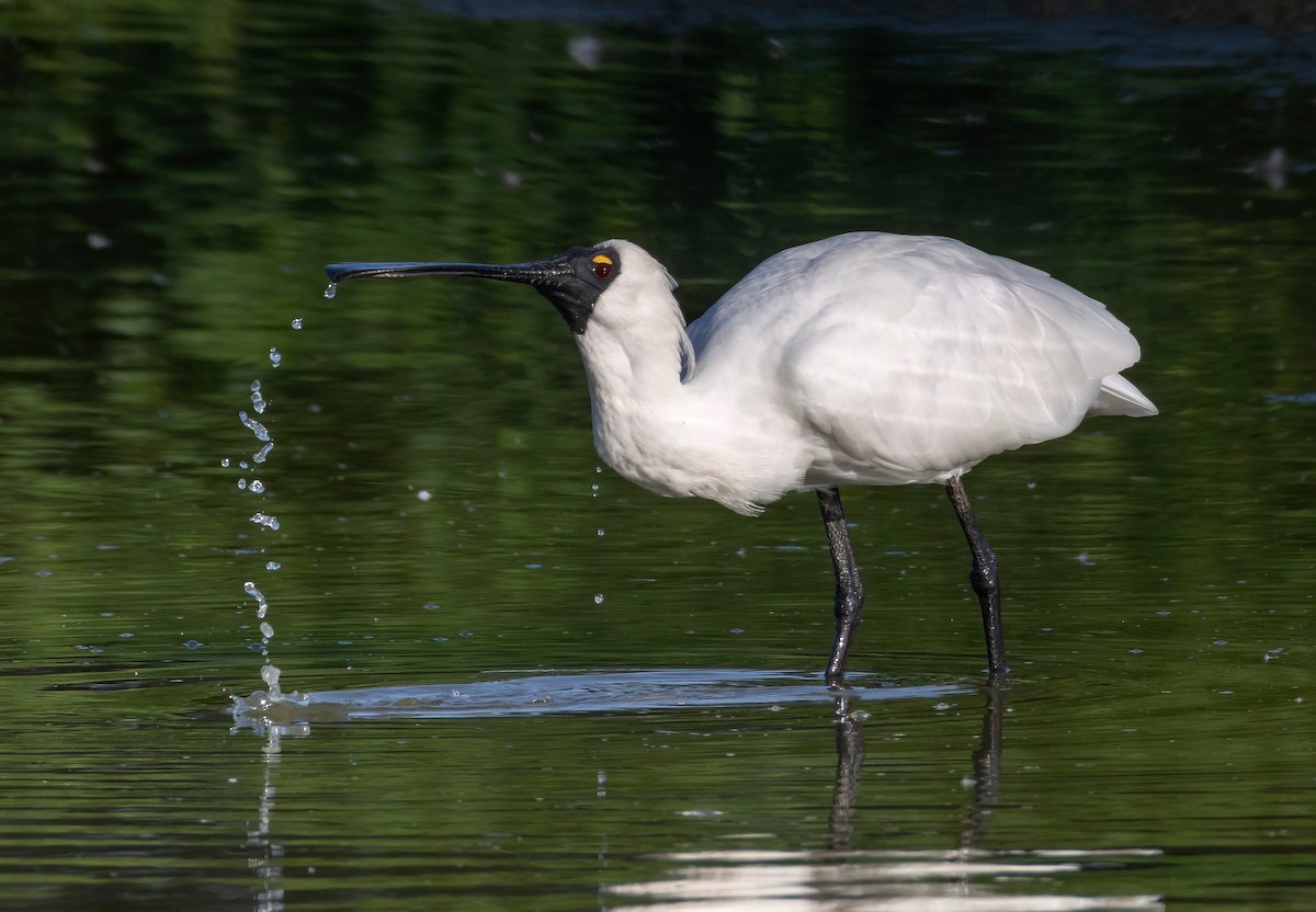 Royal Spoonbill - ML644790368