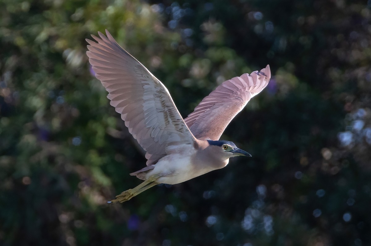 Nankeen Night Heron - ML644790377