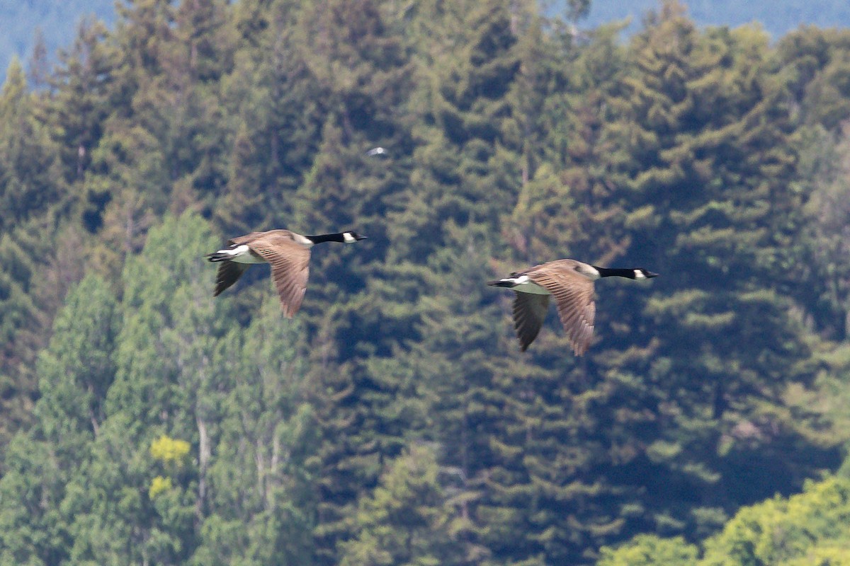 Branta kanadar handia - ML644790379