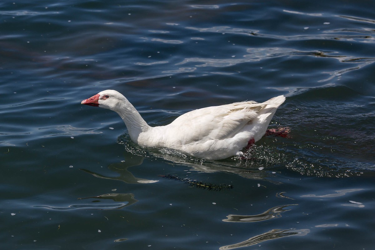 Graylag Goose (Domestic type) - ML644790382
