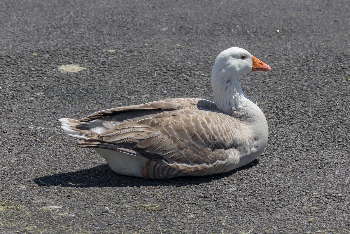 Graylag Goose (Domestic type) - ML644790383