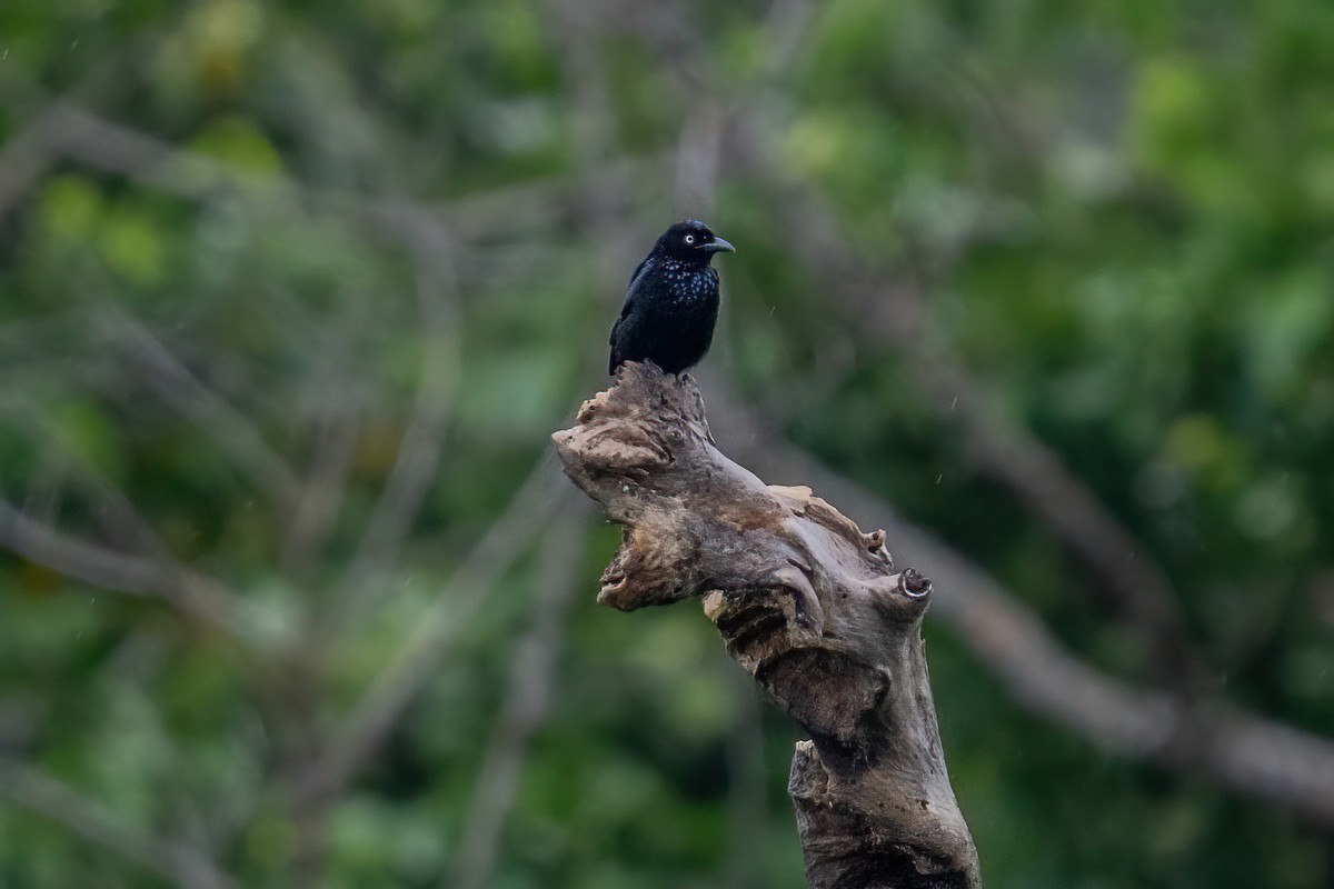 髮冠卷尾(leucops/banggaiensis) - ML644790394