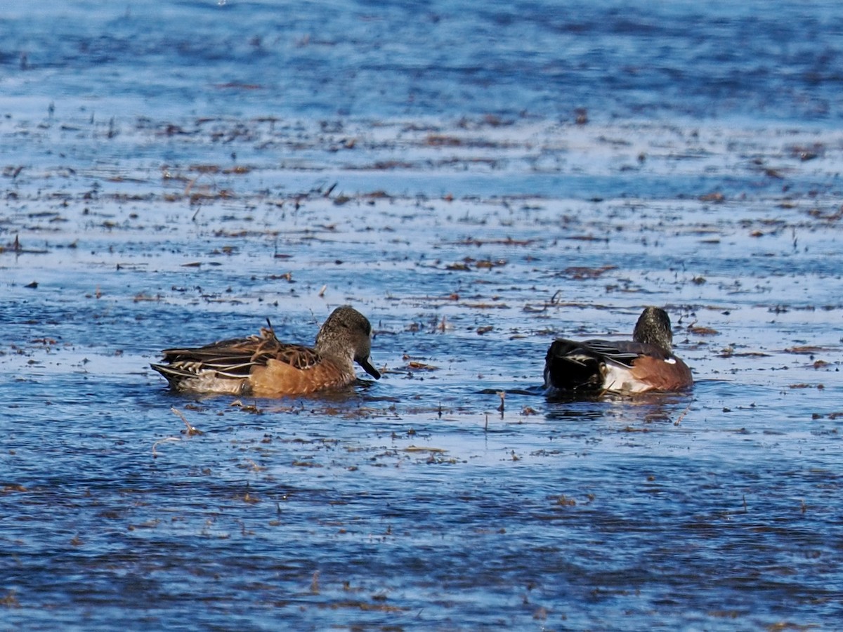 Свищ американський - ML644790397