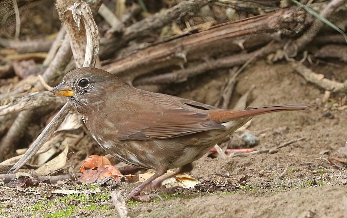 Fox Sparrow - ML644790398