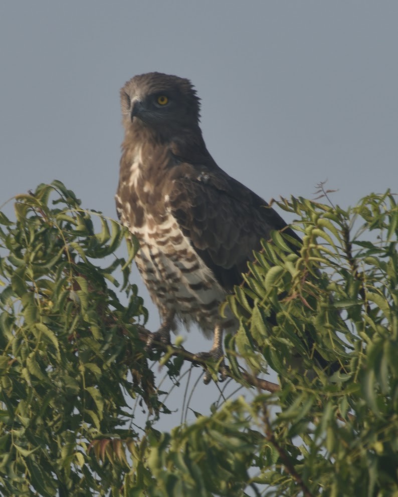 orlík krátkoprstý - ML644790399