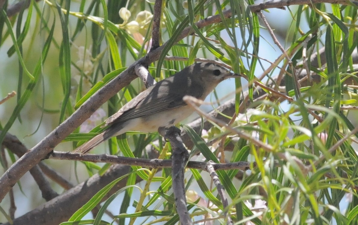 Eastern/Western Warbling Vireo - ML644790410