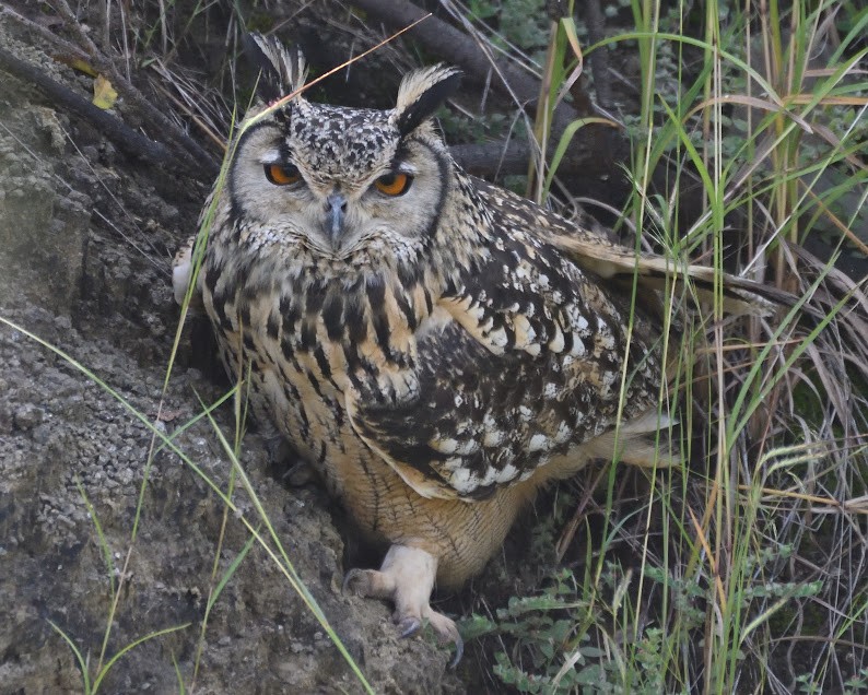 Rock Eagle-Owl - ML644790411