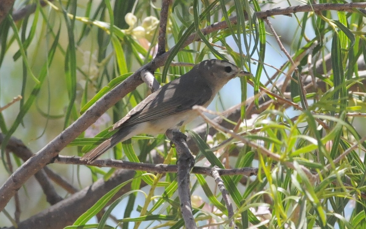 Eastern/Western Warbling Vireo - ML644790412