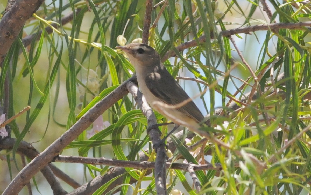 Eastern/Western Warbling Vireo - ML644790413