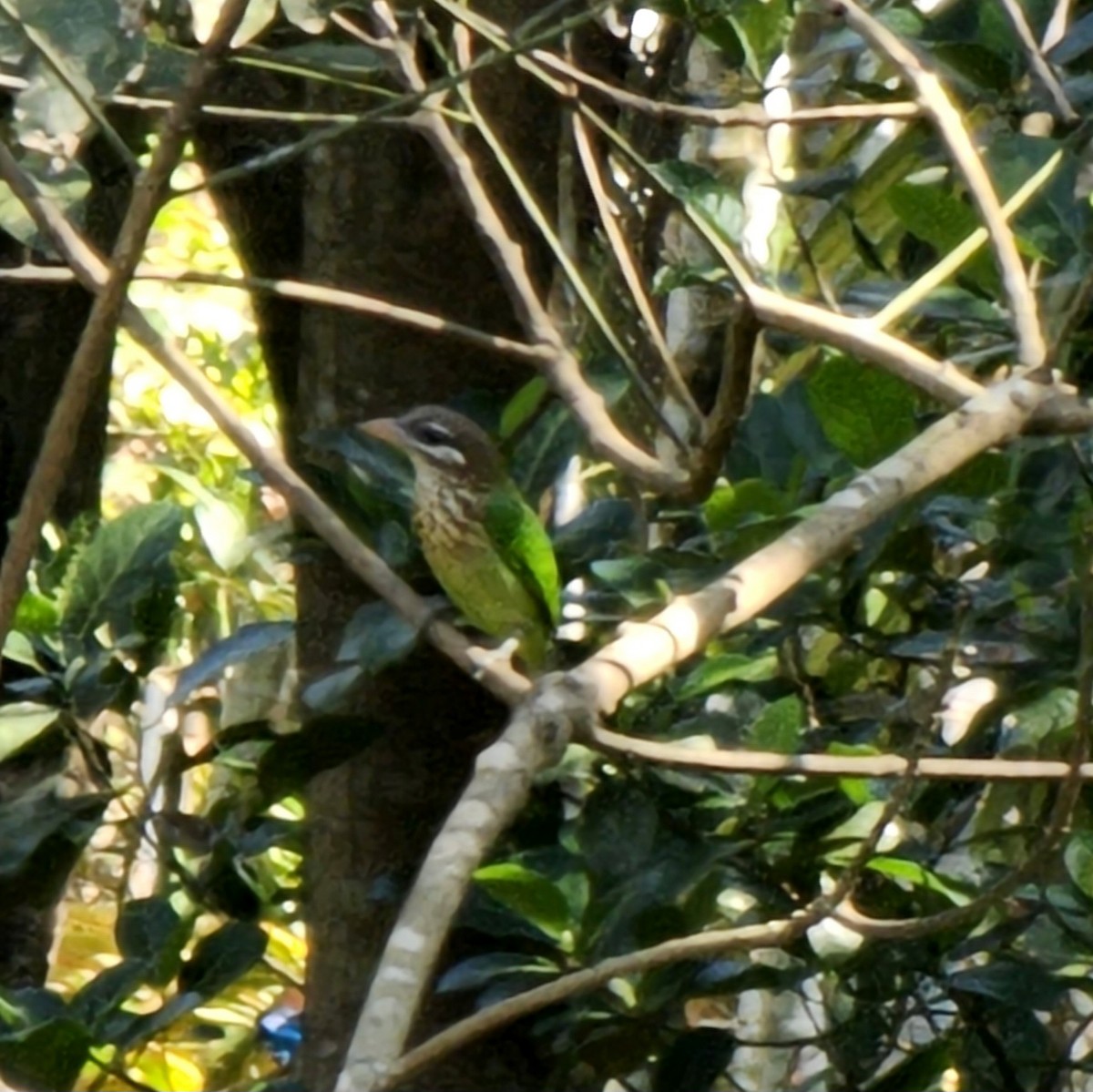 White-cheeked Barbet - ML644790419