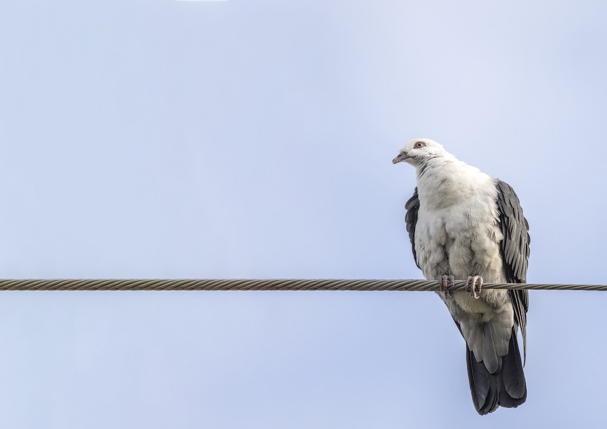 White-headed Pigeon - ML644790424