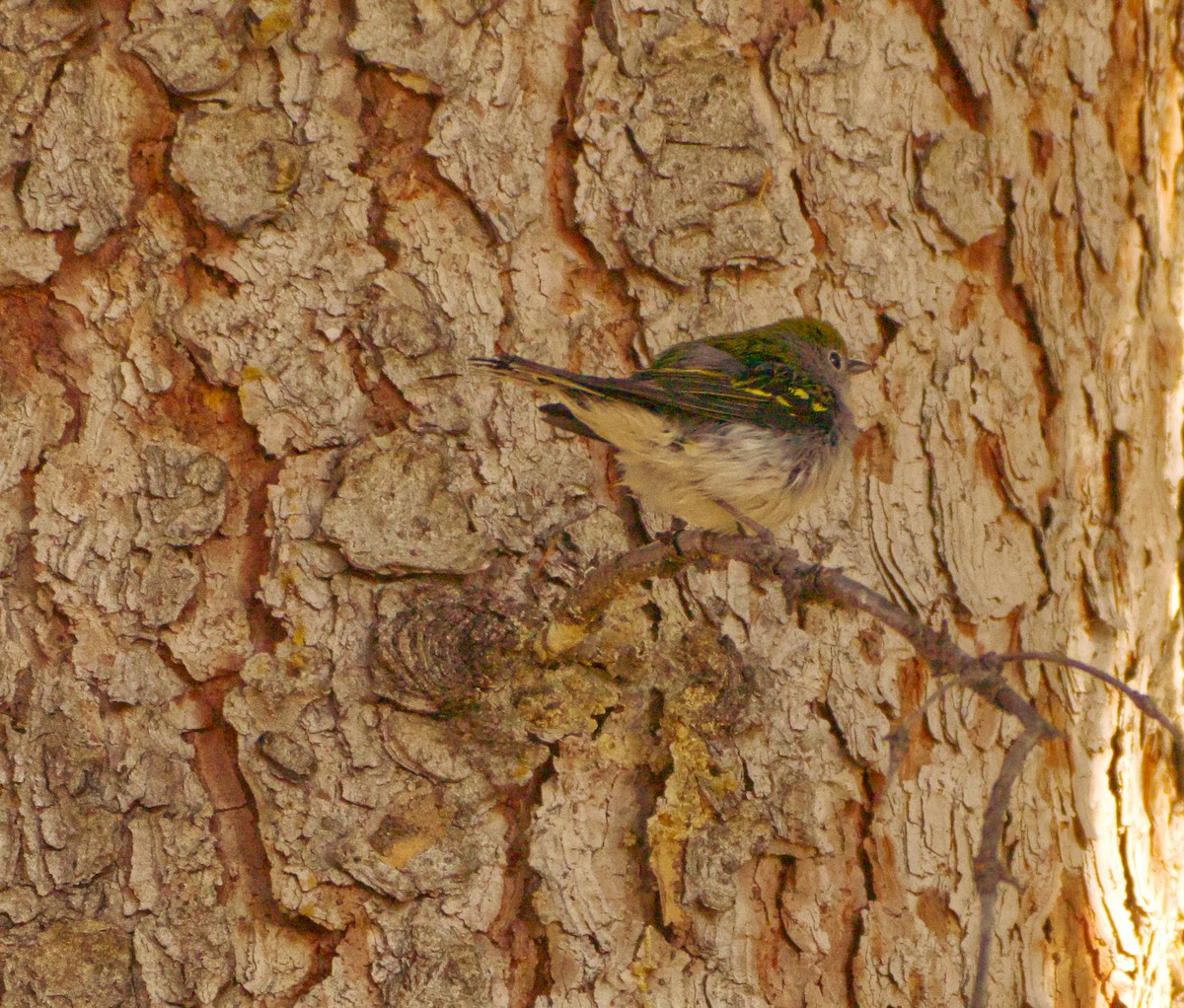 Пісняр-лісовик рудобокий - ML644790425