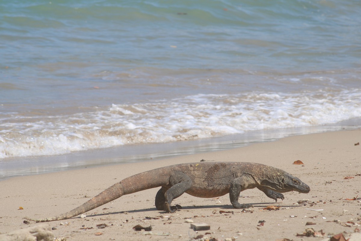 Komodowaran - ML644790460