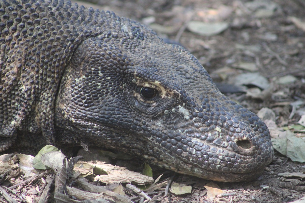 Komodowaran - ML644790461