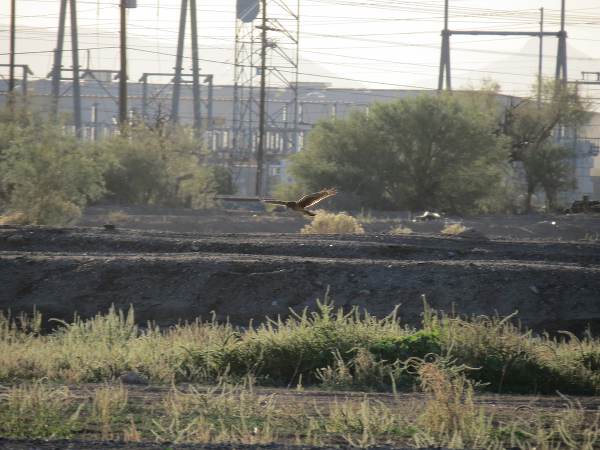 Northern Harrier - ML644790499