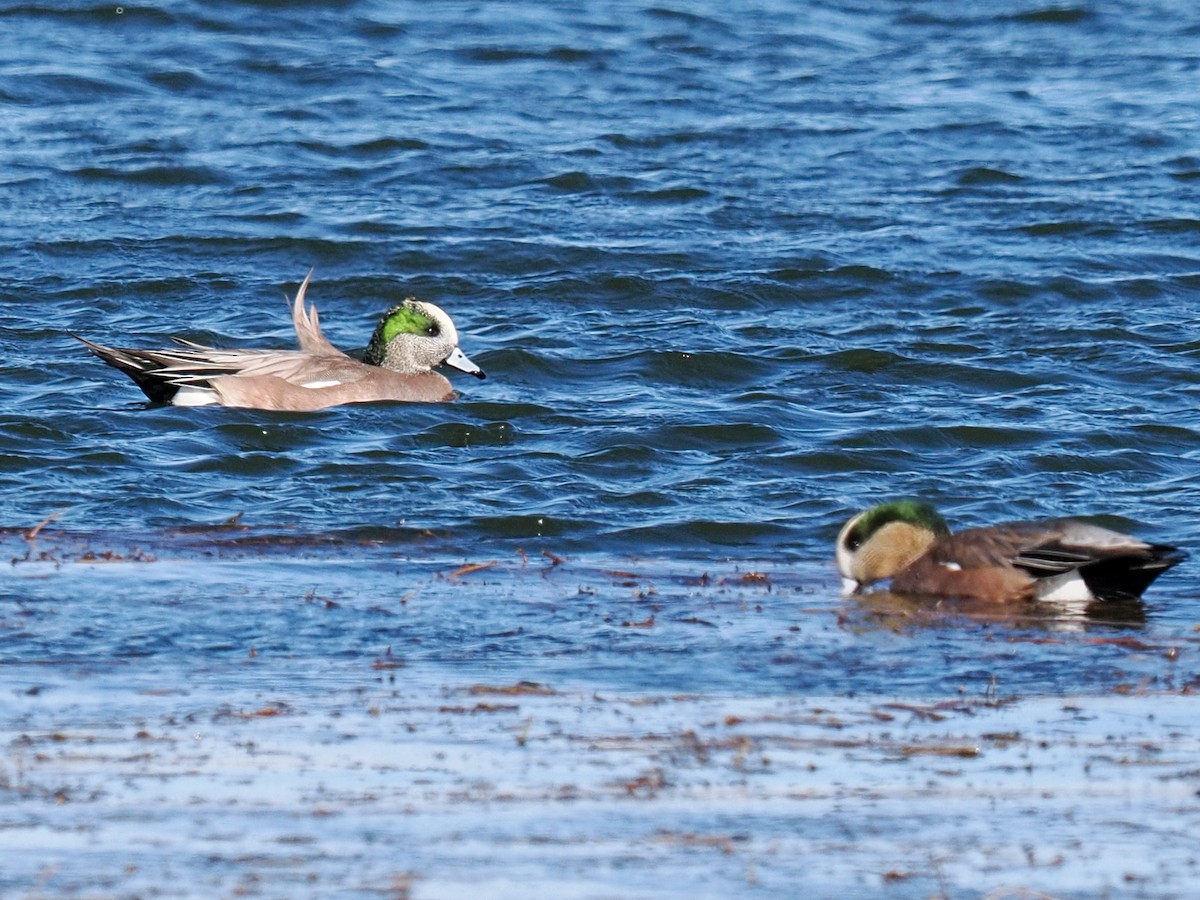 Свищ американський - ML644790501