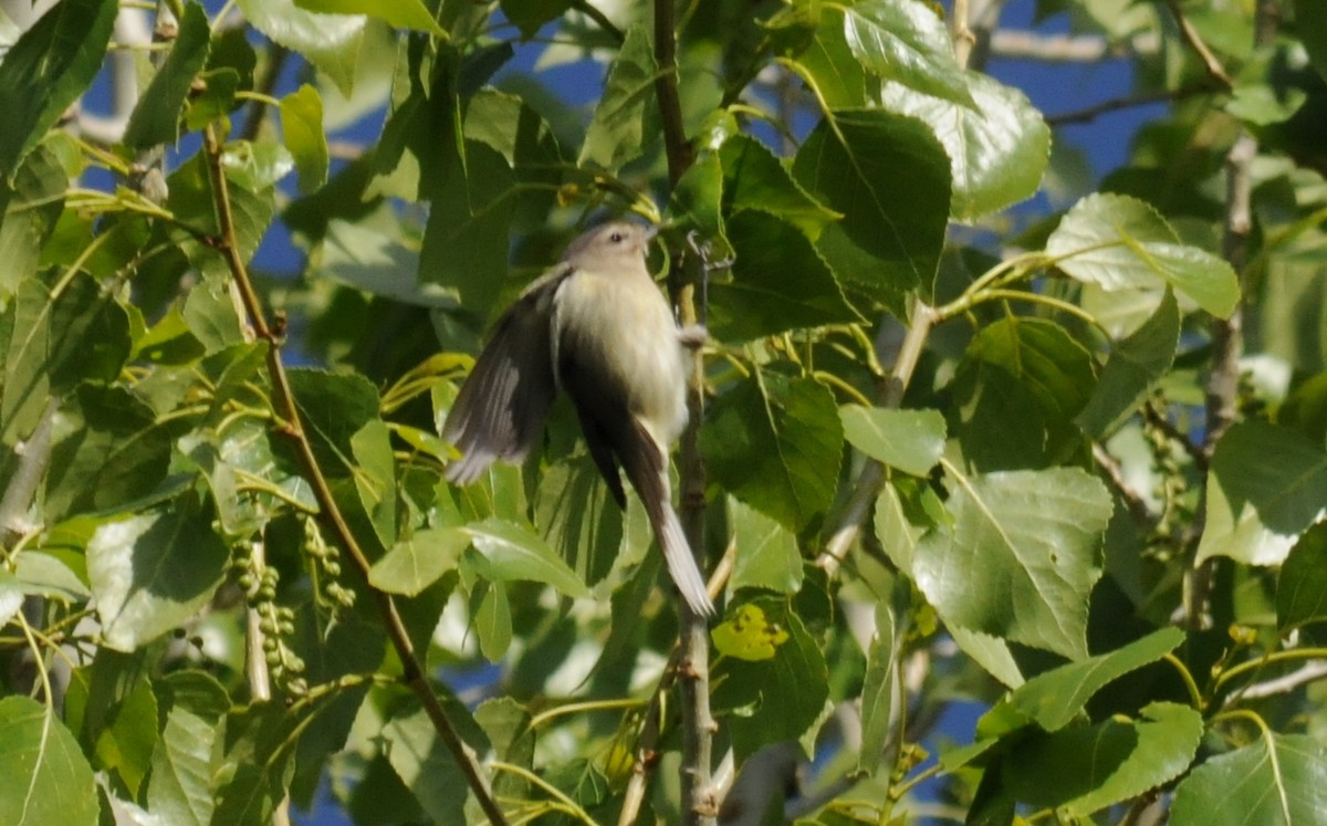 Western Warbling Vireo - ML644790503