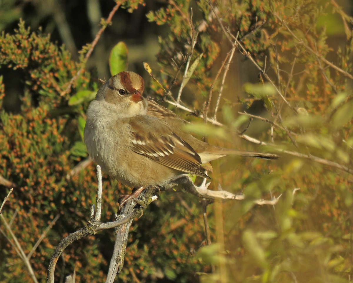 White-crowned Sparrow - ML644790548