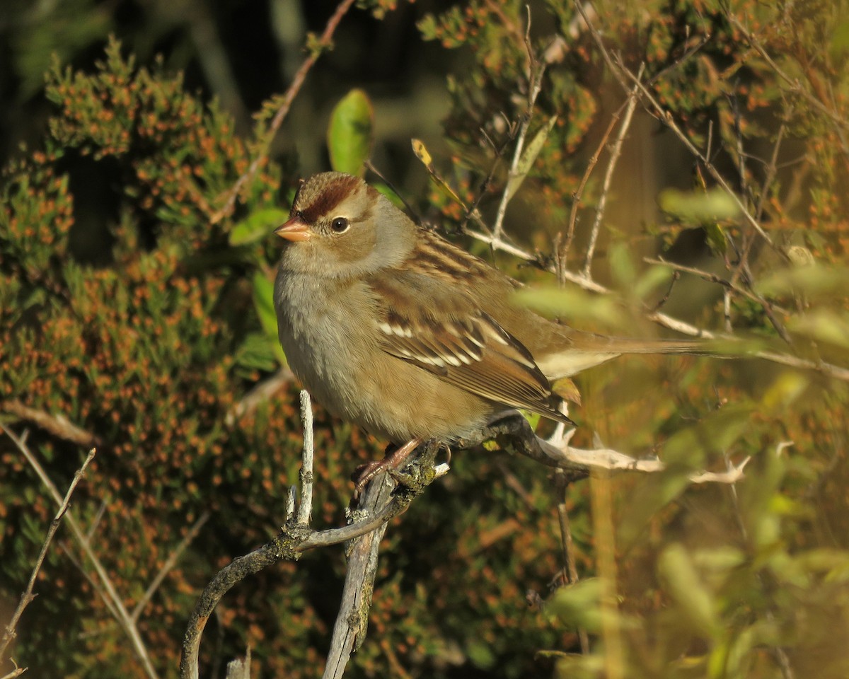 White-crowned Sparrow - ML644790549
