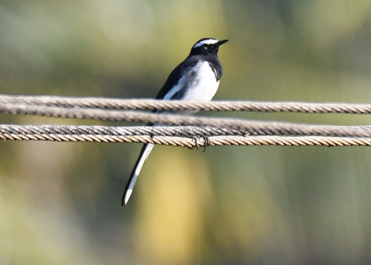 skjæreerle - ML644790550