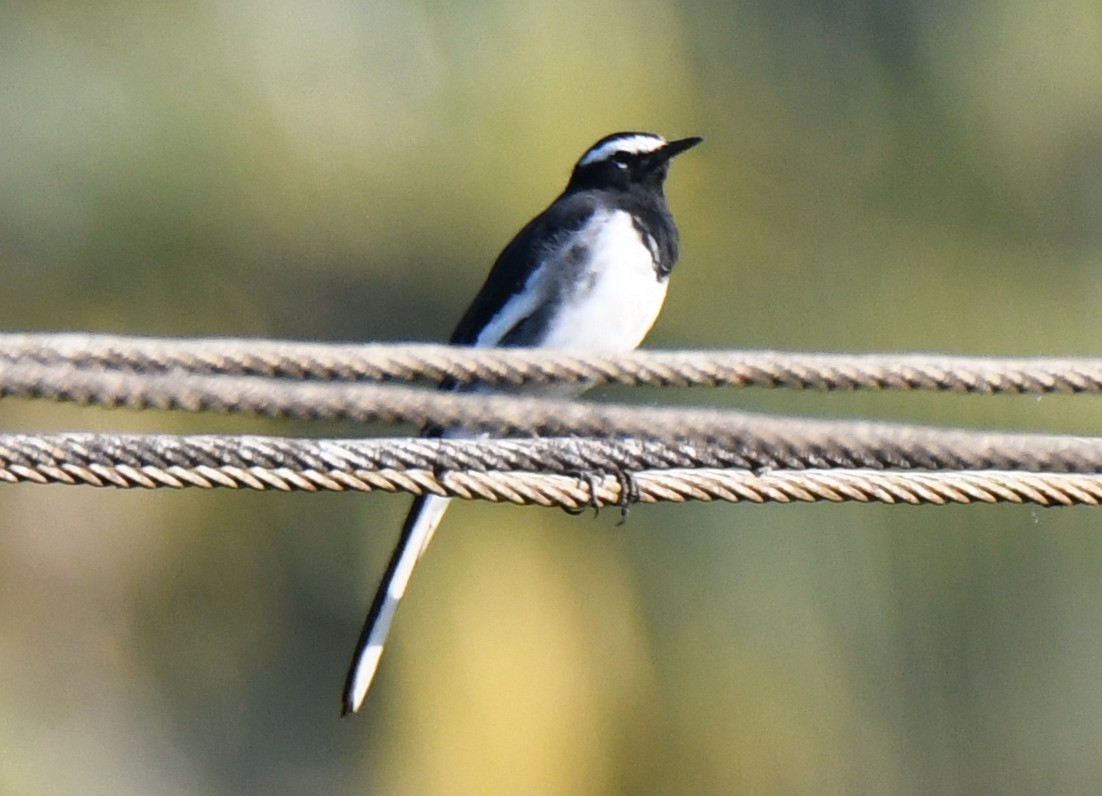 skjæreerle - ML644790552