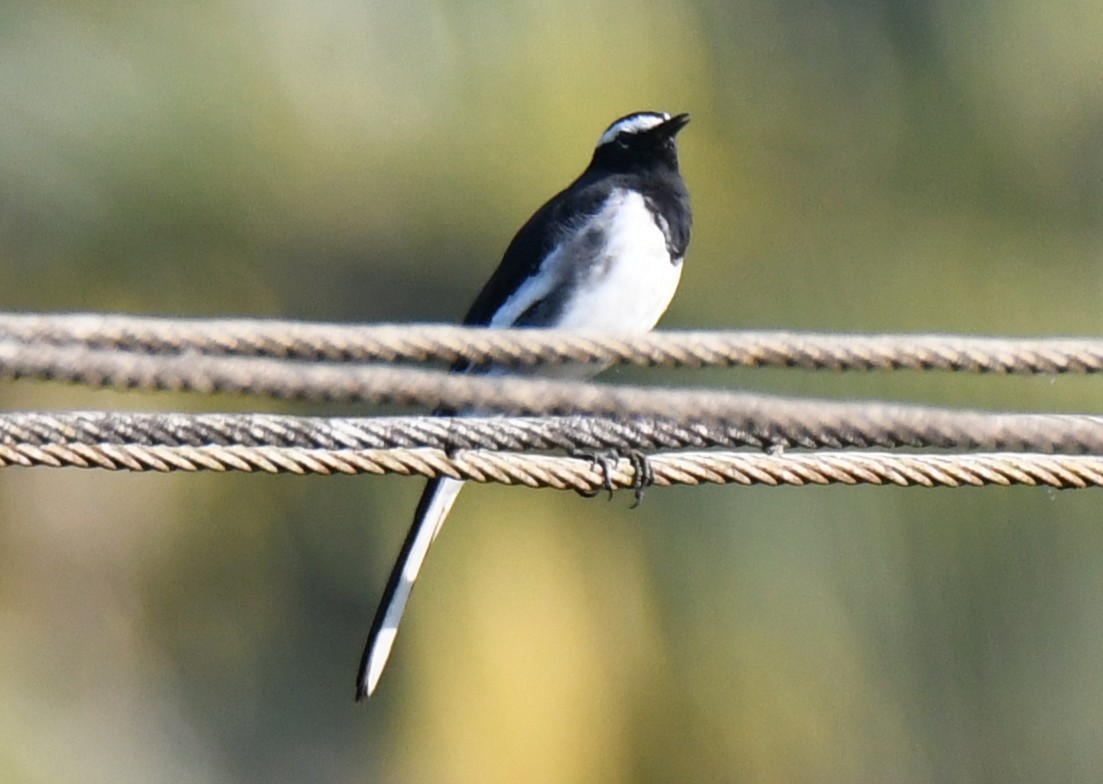 skjæreerle - ML644790557