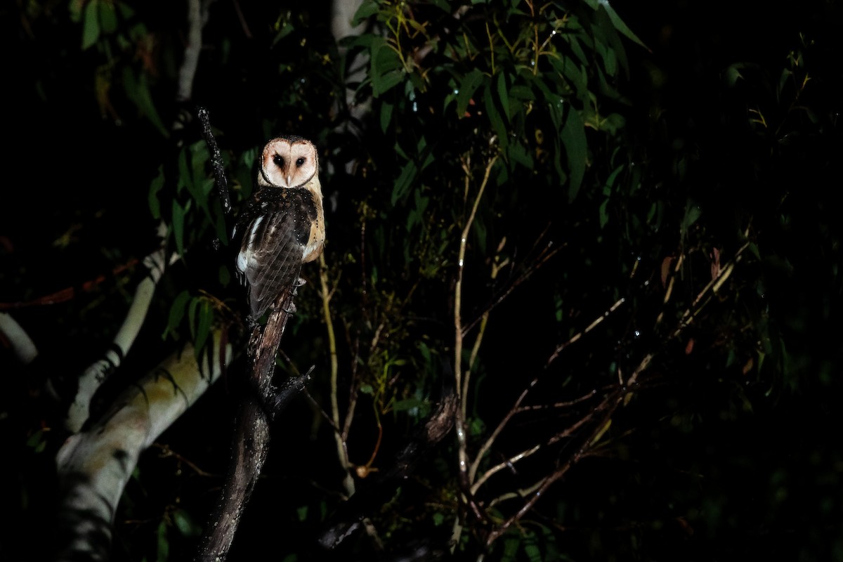 Australian Masked-Owl - ML644790560