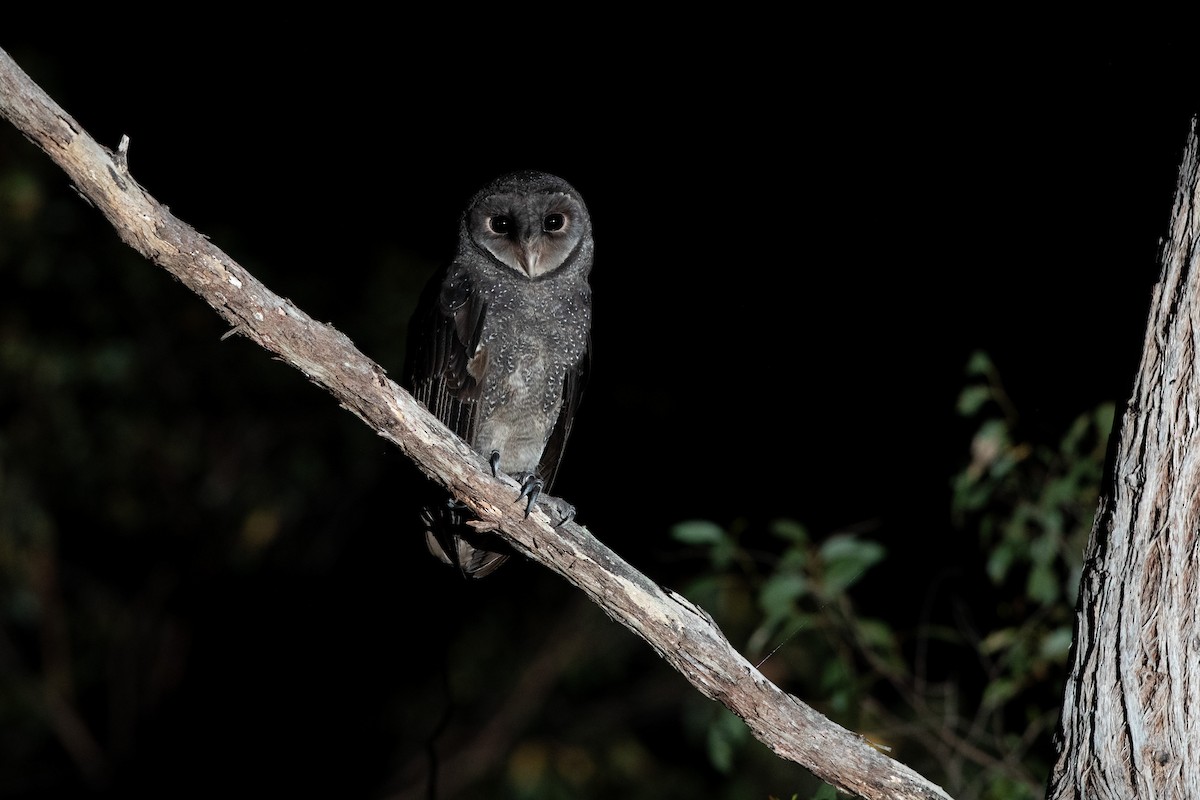 Sooty Owl - ML644790573