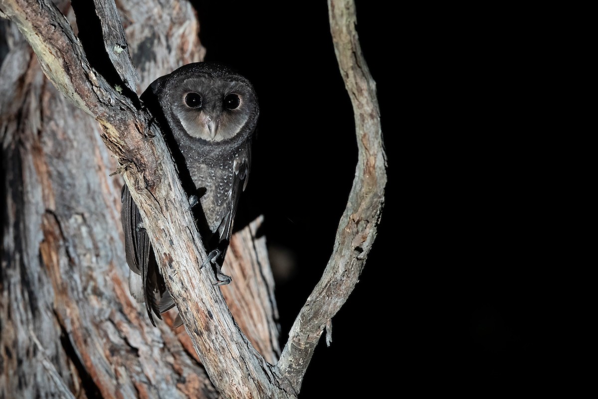 Sooty Owl - ML644790580