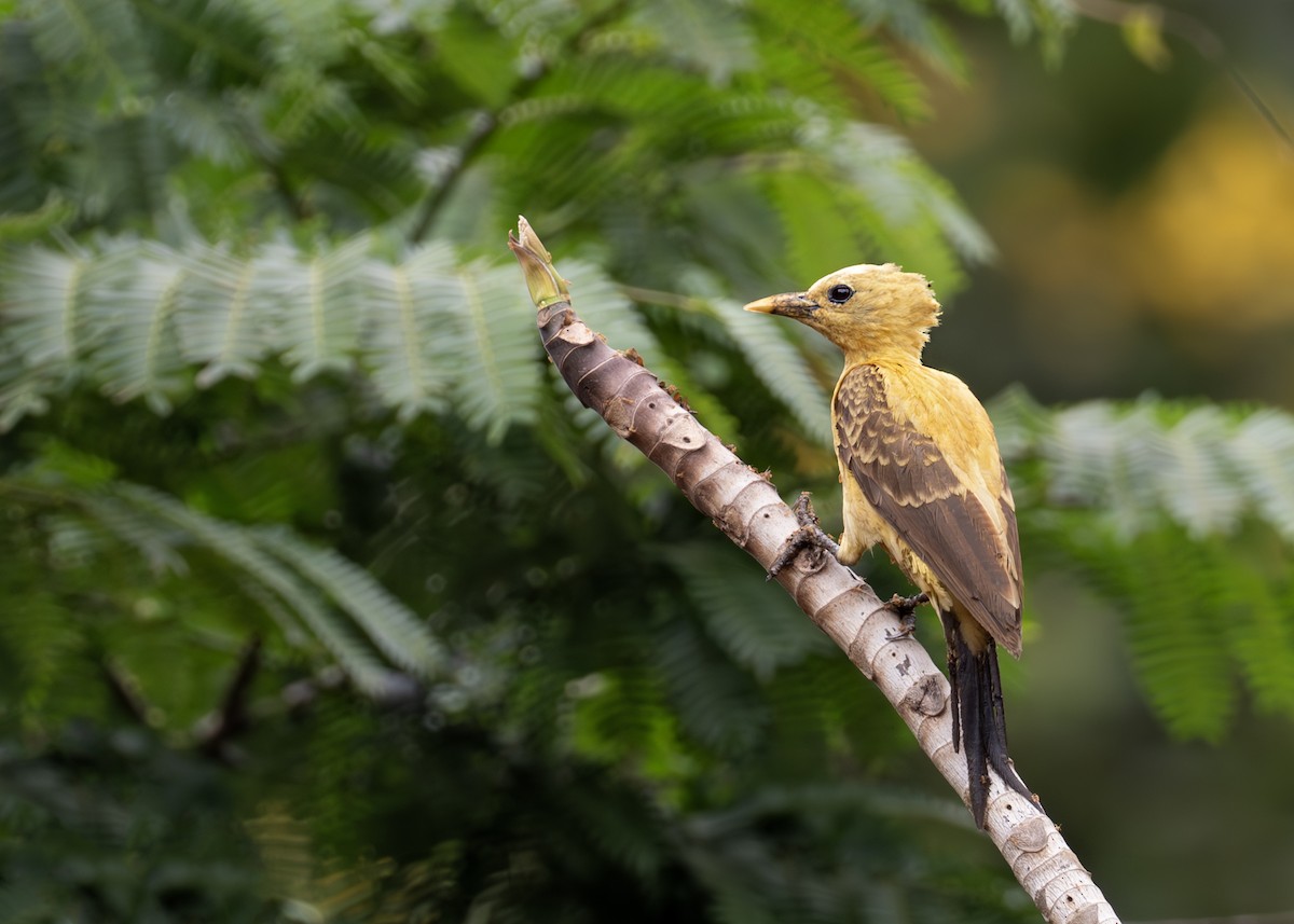 Cream-colored Woodpecker - ML644790616