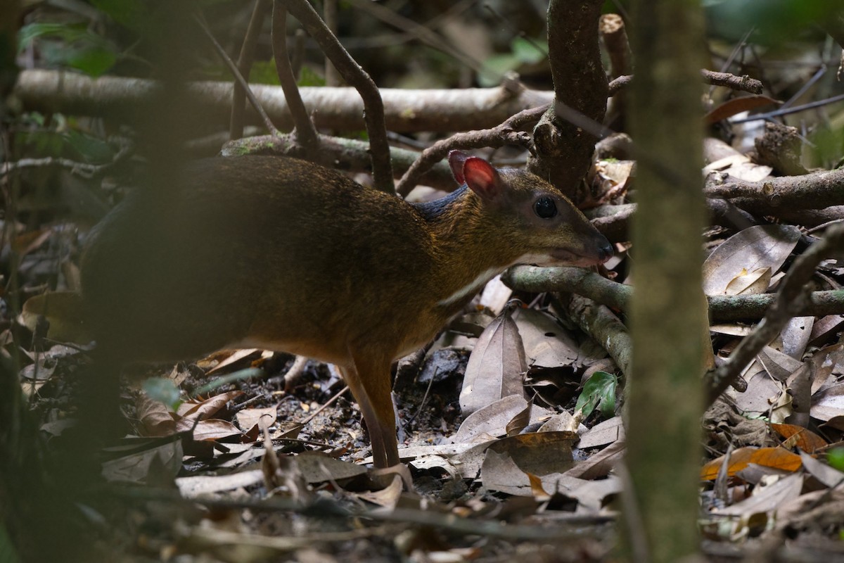 Lesser Oriental Chevrotain - ML644790622