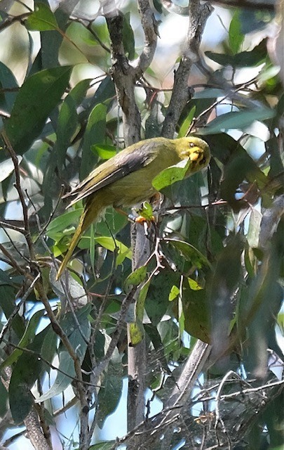 スズミツスイ - ML644790626