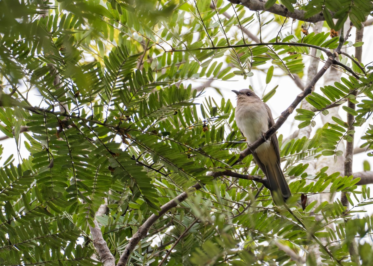 Graukehlkuckuck - ML644790628