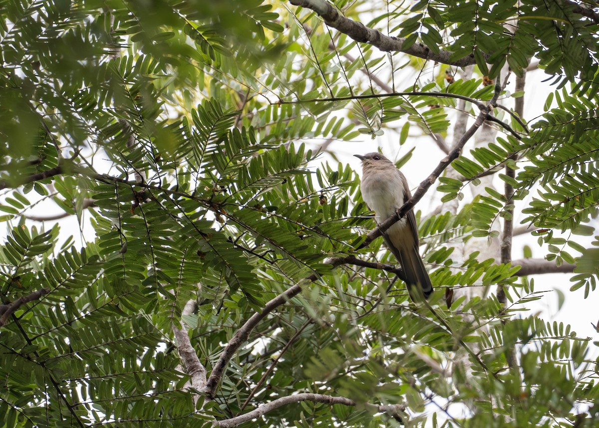 Graukehlkuckuck - ML644790629