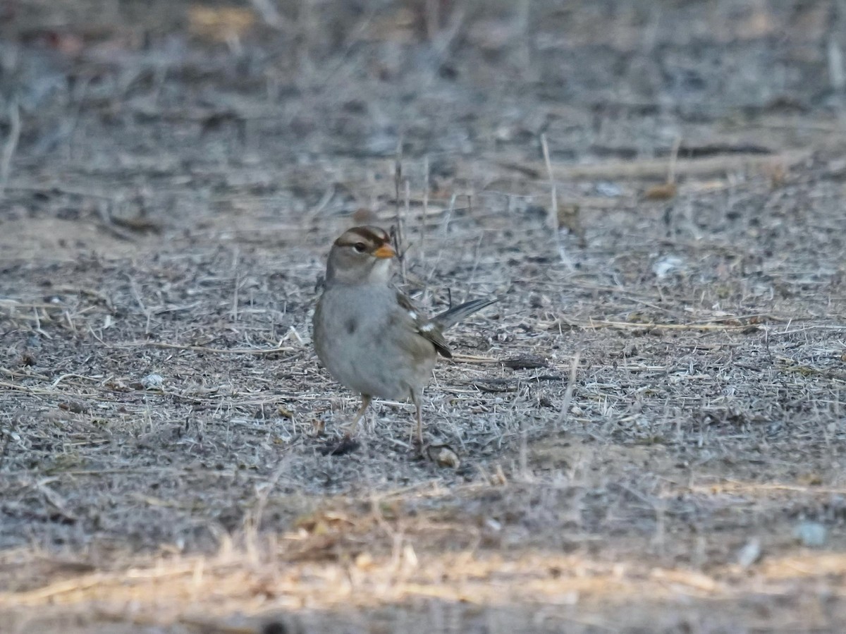 White-crowned Sparrow (Gambel's) - ML644790630