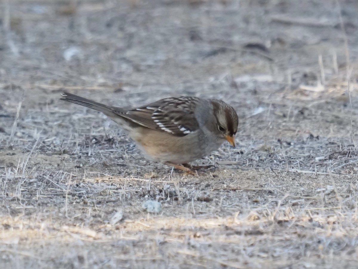 White-crowned Sparrow (Gambel's) - ML644790631