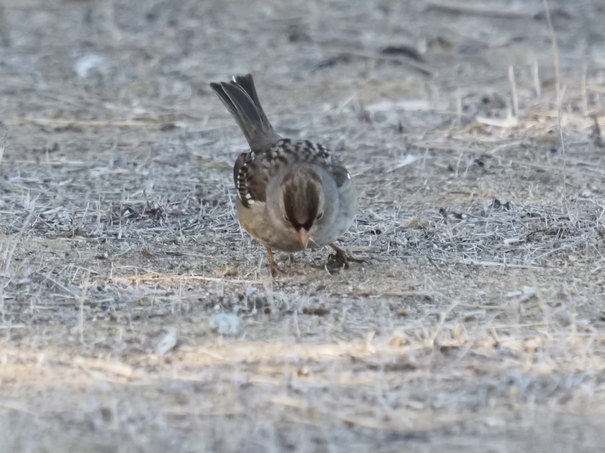 White-crowned Sparrow (Gambel's) - ML644790632