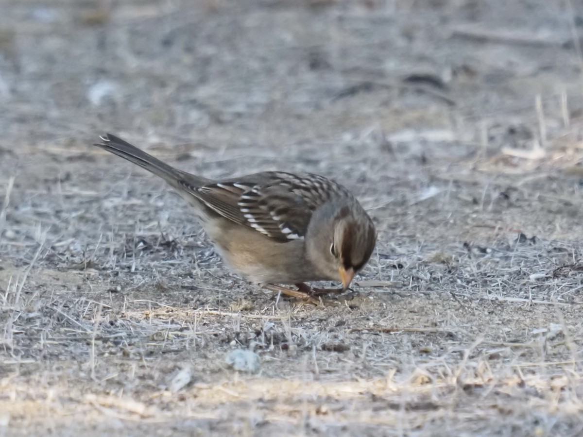 White-crowned Sparrow (Gambel's) - ML644790633
